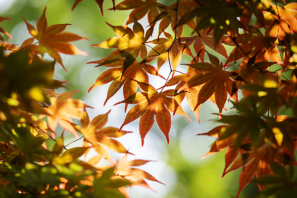 포토 JPG 주간 백그라운드 단풍 자연 사람없음 야외 아웃포커스 주황색 여름풍경 가평 국내포토 자연요소 컬러 잎 촬영기법 풍경 생태계 경기도 파일형식 여름_계절