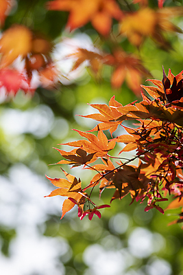 포토 JPG 주간 백그라운드 단풍 자연 사람없음 야외 아웃포커스 주황색 여름풍경 가평 국내포토 자연요소 컬러 잎 촬영기법 풍경 생태계 경기도 파일형식 여름_계절