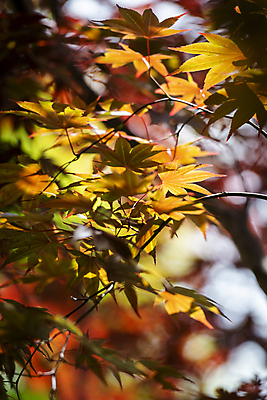 포토 JPG 주간 백그라운드 단풍 자연 사람없음 야외 아웃포커스 여름풍경 가평 국내포토 자연요소 잎 촬영기법 풍경 생태계 경기도 파일형식 여름_계절
