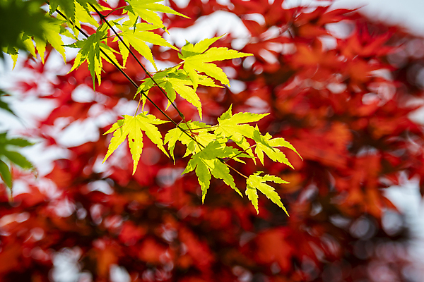 포토 JPG 주간 백그라운드 단풍 자연 사람없음 야외 아웃포커스 빨간색 여름풍경 가평 국내포토 자연요소 컬러 잎 촬영기법 풍경 생태계 경기도 파일형식 여름_계절