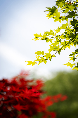포토 JPG 주간 백그라운드 단풍 자연 사람없음 야외 아웃포커스 여름풍경 가평 국내포토 자연요소 잎 촬영기법 풍경 생태계 경기도 파일형식 여름_계절
