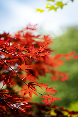포토 JPG 주간 백그라운드 단풍 자연 사람없음 야외 아웃포커스 빨간색 여름풍경 가평 국내포토 자연요소 컬러 잎 촬영기법 풍경 생태계 경기도 파일형식 여름_계절