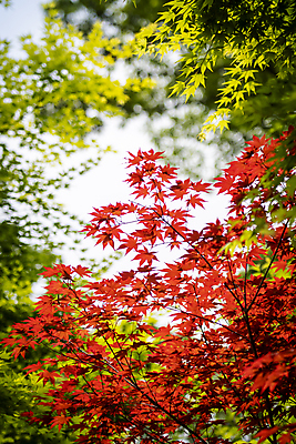 포토 JPG 주간 백그라운드 단풍 자연 사람없음 야외 아웃포커스 빨간색 여름풍경 가평 국내포토 자연요소 컬러 잎 촬영기법 풍경 생태계 경기도 파일형식 여름_계절