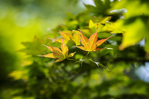 포토 JPG 주간 백그라운드 단풍 자연 사람없음 야외 아웃포커스 초록색 여름풍경 가평 국내포토 자연요소 컬러 잎 촬영기법 풍경 생태계 경기도 파일형식 여름_계절