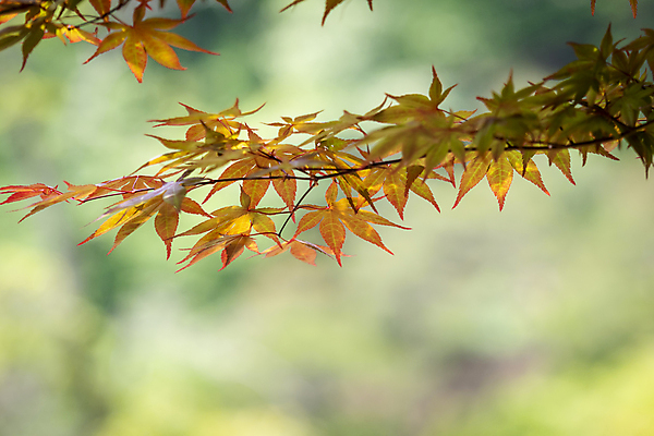 포토 JPG 주간 백그라운드 단풍 자연 사람없음 야외 아웃포커스 여름풍경 가평 국내포토 자연요소 잎 촬영기법 풍경 생태계 경기도 파일형식 여름_계절