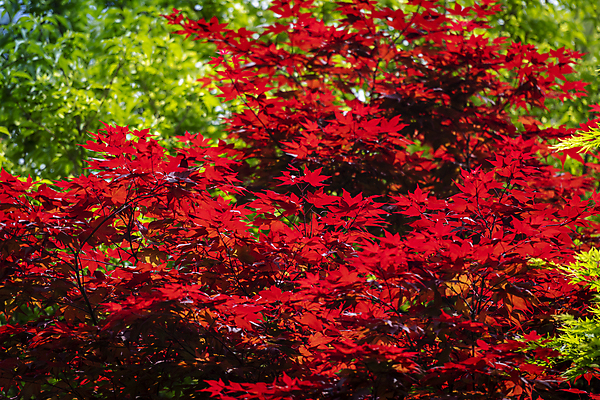 포토 JPG 주간 백그라운드 단풍 자연 사람없음 야외 빨간색 여름풍경 가평 국내포토 자연요소 컬러 잎 풍경 생태계 경기도 파일형식 여름_계절