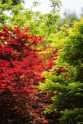 포토 JPG 주간 백그라운드 단풍 자연 사람없음 야외 빨간색 초록색 여름풍경 가평 국내포토 자연요소 컬러 잎 풍경 생태계 경기도 파일형식 여름_계절