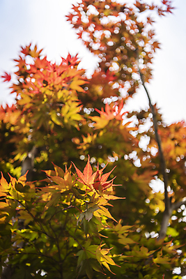 포토 JPG 주간 백그라운드 단풍 자연 사람없음 야외 아웃포커스 여름풍경 가평 국내포토 자연요소 잎 촬영기법 풍경 생태계 경기도 파일형식 여름_계절