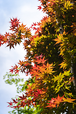 포토 JPG 주간 백그라운드 단풍 자연 사람없음 야외 아웃포커스 여름풍경 가평 국내포토 자연요소 잎 촬영기법 풍경 생태계 경기도 파일형식 여름_계절