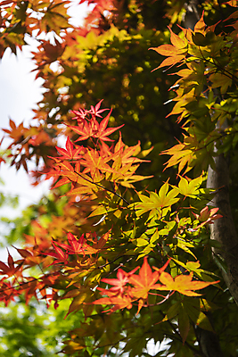 포토 JPG 주간 백그라운드 단풍 자연 사람없음 야외 여름풍경 가평 국내포토 자연요소 잎 풍경 생태계 경기도 파일형식 여름_계절