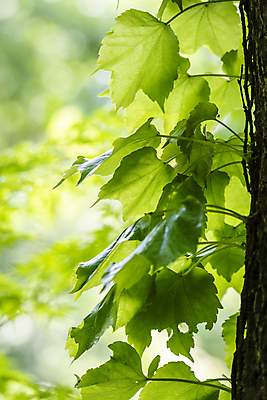 포토 JPG 주간 백그라운드 자연 나뭇잎 사람없음 야외 아웃포커스 연두색 여름풍경 가평 국내포토 자연요소 잎 촬영기법 풍경 초록색 생태계 경기도 파일형식 여름_계절