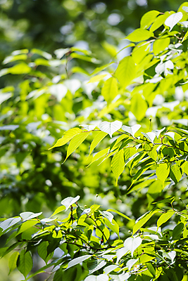포토 JPG 주간 백그라운드 자연 나뭇잎 사람없음 야외 아웃포커스 연두색 여름풍경 가평 국내포토 자연요소 잎 촬영기법 풍경 초록색 생태계 경기도 파일형식 여름_계절