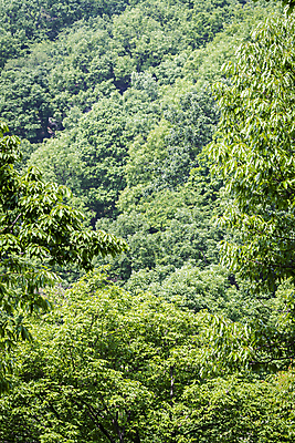 포토 JPG 주간 백그라운드 자연 사람없음 야외 초록색 여름풍경 숲 가평 국내포토 자연요소 컬러 풍경 생태계 경기도 파일형식 여름_계절