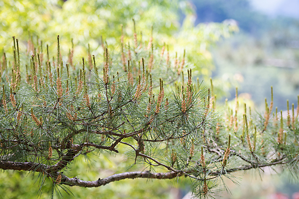포토 JPG 주간 백그라운드 자연 사람없음 야외 아웃포커스 초록색 여름풍경 소나무 솔잎 가평 국내포토 자연요소 나무 컬러 잎 촬영기법 풍경 생태계 경기도 파일형식 여름_계절