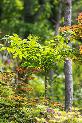포토 JPG 주간 나무 백그라운드 단풍 자연 사람없음 야외 아웃포커스 연두색 여름풍경 가평 국내포토 자연요소 식물 잎 촬영기법 풍경 초록색 생태계 경기도 파일형식 여름_계절