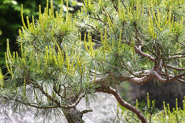 포토 JPG 주간 백그라운드 자연 사람없음 야외 연두색 여름풍경 소나무 솔잎 가평 국내포토 자연요소 나무 잎 풍경 초록색 생태계 경기도 파일형식 여름_계절