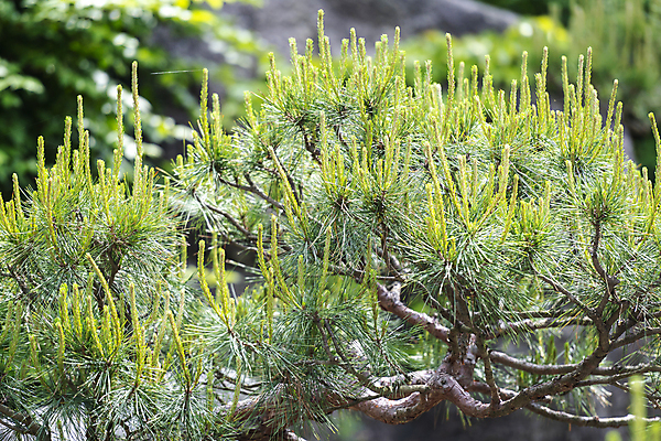 포토 JPG 주간 백그라운드 자연 사람없음 야외 연두색 여름풍경 소나무 솔잎 가평 국내포토 자연요소 나무 잎 풍경 초록색 생태계 경기도 파일형식 여름_계절
