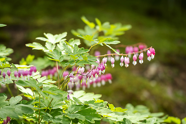 포토 JPG 주간 백그라운드 잎 자연 사람없음 야외 아웃포커스 여름풍경 금낭화 가평 국내포토 자연요소 식물 꽃 촬영기법 풍경 생태계 경기도 파일형식 여름_계절