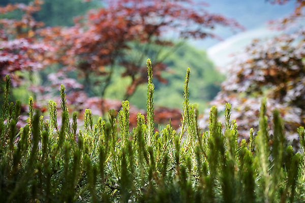 포토 JPG 주간 백그라운드 자연 사람없음 야외 아웃포커스 여름풍경 소나무 솔잎 가평 국내포토 자연요소 나무 잎 촬영기법 풍경 생태계 경기도 파일형식 여름_계절