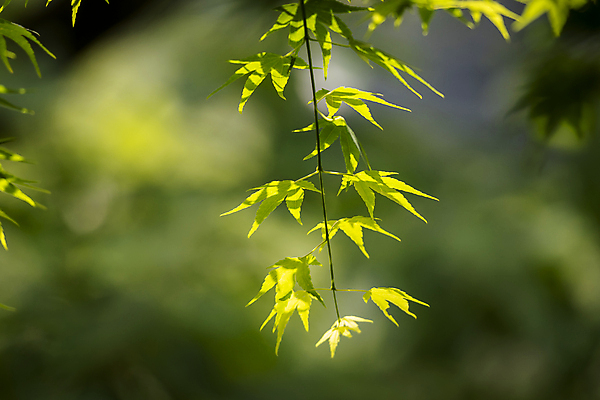 포토 JPG 주간 백그라운드 단풍 자연 사람없음 야외 아웃포커스 연두색 여름풍경 가평 국내포토 자연요소 잎 촬영기법 풍경 초록색 생태계 경기도 파일형식 여름_계절