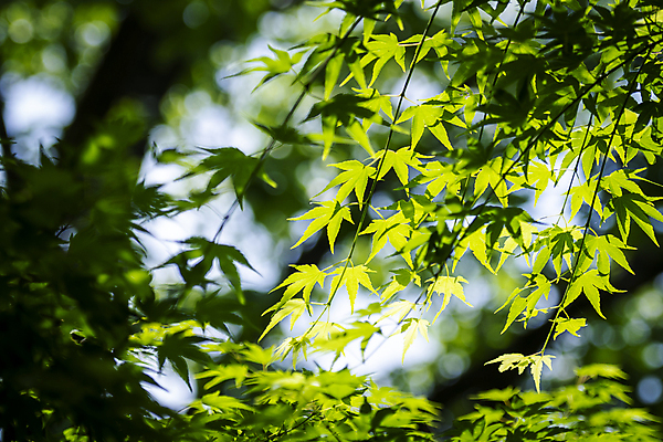 포토 JPG 주간 백그라운드 단풍 자연 사람없음 야외 아웃포커스 연두색 여름풍경 가평 국내포토 자연요소 잎 촬영기법 풍경 초록색 생태계 경기도 파일형식 여름_계절