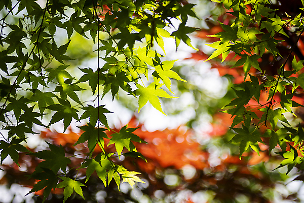 포토 JPG 주간 백그라운드 단풍 자연 사람없음 야외 아웃포커스 여름풍경 가평 국내포토 자연요소 잎 촬영기법 풍경 생태계 경기도 파일형식 여름_계절