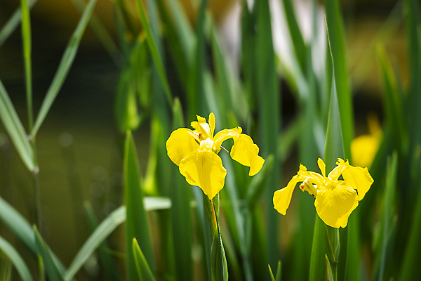 포토 JPG 주간 백그라운드 자연 사람없음 야외 아웃포커스 노란색 여름풍경 아이리스 가평 국내포토 자연요소 꽃 컬러 촬영기법 풍경 생태계 경기도 파일형식 여름_계절
