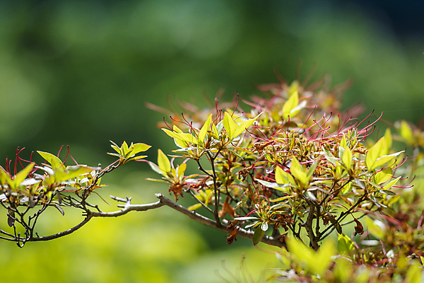 포토 JPG 주간 나무 백그라운드 자연 나뭇잎 사람없음 야외 아웃포커스 여름풍경 나뭇가지 가평 국내포토 자연요소 식물 잎 촬영기법 풍경 생태계 경기도 파일형식 여름_계절