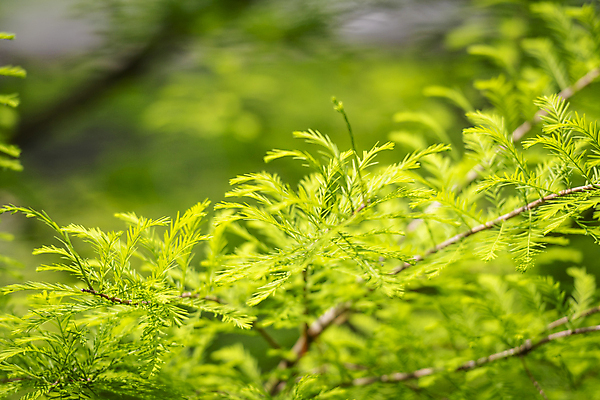 포토 JPG 주간 나무 백그라운드 자연 사람없음 야외 아웃포커스 초록색 연두색 여름풍경 나뭇가지 가평 국내포토 자연요소 식물 컬러 촬영기법 풍경 생태계 경기도 파일형식 여름_계절