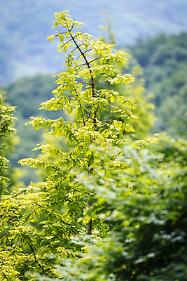 포토 JPG 주간 나무 백그라운드 자연 사람없음 야외 초록색 여름풍경 가평 국내포토 자연요소 식물 컬러 풍경 생태계 경기도 파일형식 여름_계절