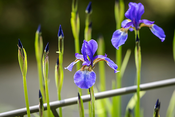 포토 JPG 주간 백그라운드 자연 사람없음 야외 아웃포커스 보라색 여름풍경 아이리스 가평 국내포토 자연요소 꽃 컬러 촬영기법 풍경 생태계 경기도 파일형식 여름_계절