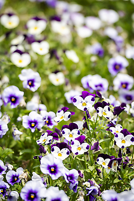 포토 JPG 주간 백그라운드 자연 사람없음 야외 아웃포커스 보라색 여름풍경 흰색 팬지 가평 국내포토 자연요소 꽃 컬러 촬영기법 풍경 생태계 경기도 파일형식 여름_계절