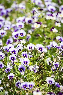 포토 JPG 주간 백그라운드 자연 사람없음 야외 아웃포커스 보라색 여름풍경 흰색 팬지 가평 국내포토 자연요소 꽃 컬러 촬영기법 풍경 생태계 경기도 파일형식 여름_계절