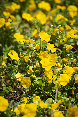 포토 JPG 주간 백그라운드 자연 사람없음 야외 노란색 여름풍경 팬지 가평 국내포토 자연요소 꽃 컬러 풍경 생태계 경기도 파일형식 여름_계절