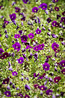 포토 JPG 주간 백그라운드 자연 사람없음 야외 보라색 여름풍경 자주색 팬지 가평 국내포토 자연요소 꽃 컬러 풍경 생태계 경기도 파일형식 여름_계절