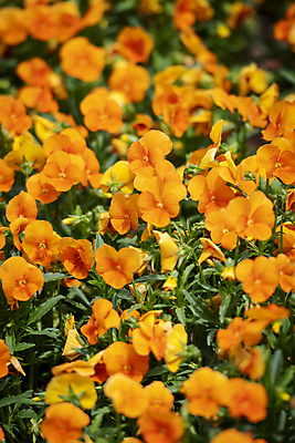 포토 JPG 주간 백그라운드 자연 사람없음 야외 주황색 여름풍경 팬지 가평 국내포토 자연요소 꽃 컬러 풍경 생태계 경기도 파일형식 여름_계절