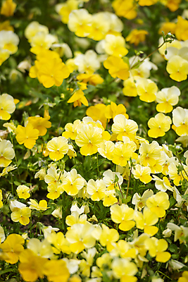 포토 JPG 주간 백그라운드 자연 사람없음 야외 노란색 여름풍경 팬지 가평 국내포토 자연요소 꽃 컬러 풍경 생태계 경기도 파일형식 여름_계절