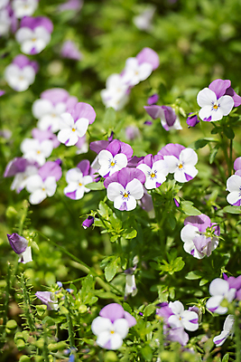 포토 JPG 주간 백그라운드 자연 사람없음 야외 아웃포커스 여름풍경 팬지 가평 국내포토 자연요소 꽃 촬영기법 풍경 생태계 경기도 파일형식 여름_계절