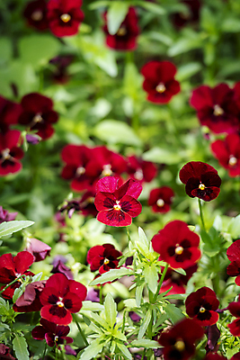 포토 JPG 주간 백그라운드 자연 사람없음 야외 빨간색 여름풍경 팬지 가평 국내포토 자연요소 꽃 컬러 풍경 생태계 경기도 파일형식 여름_계절