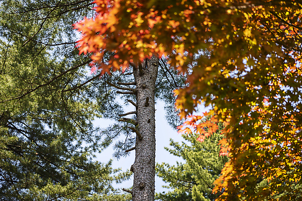 포토 JPG 주간 나무 백그라운드 단풍 자연 사람없음 야외 여름풍경 가평 국내포토 자연요소 식물 잎 풍경 생태계 경기도 파일형식 여름_계절