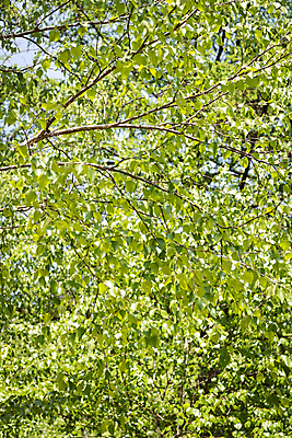 포토 JPG 주간 나무 백그라운드 자연 사람없음 야외 연두색 여름풍경 가평 국내포토 자연요소 식물 풍경 초록색 생태계 경기도 파일형식 여름_계절
