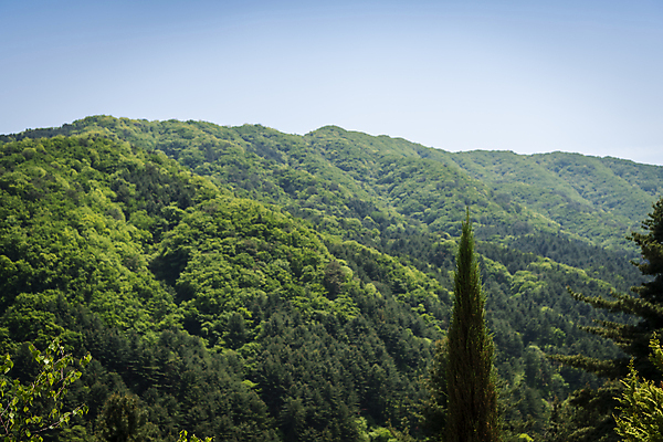 포토 JPG 주간 백그라운드 자연 산 사람없음 야외 초록색 여름풍경 가평 국내포토 자연요소 컬러 풍경 생태계 경기도 파일형식 여름_계절