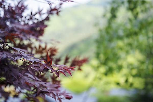 포토 JPG 주간 백그라운드 단풍 자연 사람없음 야외 아웃포커스 여름풍경 가평 국내포토 자연요소 잎 촬영기법 풍경 생태계 경기도 파일형식 여름_계절