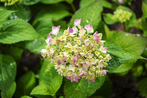 포토 JPG 주간 백그라운드 잎 자연 근접촬영 사람없음 야외 여름풍경 수국 가평 국내포토 자연요소 식물 꽃 뷰포인트 풍경 생태계 경기도 파일형식 여름_계절