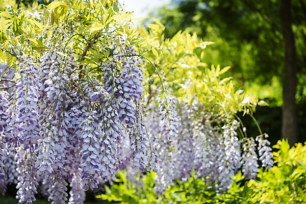포토 JPG 주간 백그라운드 자연 사람없음 야외 여름풍경 가평 등나무 등나무꽃 국내포토 자연요소 나무 꽃 풍경 생태계 경기도 파일형식 여름_계절