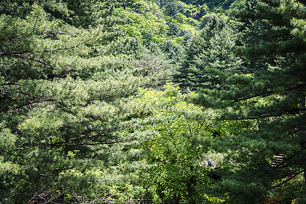 포토 JPG 주간 백그라운드 자연 사람없음 야외 초록색 여름풍경 숲 가평 국내포토 자연요소 컬러 풍경 생태계 경기도 파일형식 여름_계절