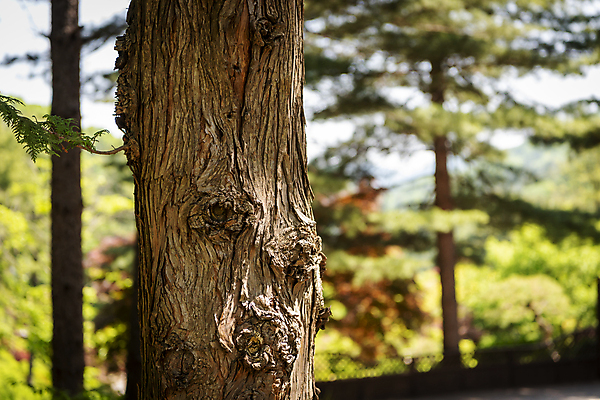 포토 JPG 주간 나무 백그라운드 자연 사람없음 야외 아웃포커스 여름풍경 소나무 가평 국내포토 자연요소 식물 촬영기법 풍경 생태계 경기도 파일형식 여름_계절
