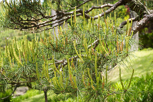 포토 JPG 주간 백그라운드 자연 사람없음 야외 초록색 여름풍경 소나무 가평 국내포토 자연요소 나무 컬러 풍경 생태계 경기도 파일형식 여름_계절