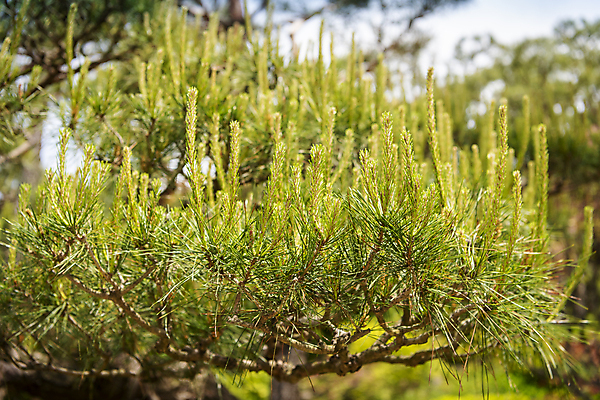 포토 JPG 주간 백그라운드 자연 근접촬영 사람없음 야외 아웃포커스 여름풍경 소나무 가평 국내포토 자연요소 나무 뷰포인트 촬영기법 풍경 생태계 경기도 파일형식 여름_계절
