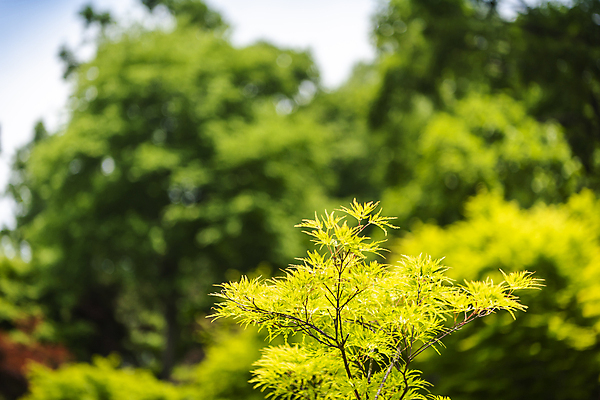 포토 JPG 주간 나무 백그라운드 자연 사람없음 야외 아웃포커스 여름풍경 가평 국내포토 자연요소 식물 촬영기법 풍경 생태계 경기도 파일형식 여름_계절